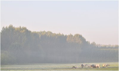 Cows along the Leuvensesteenweg