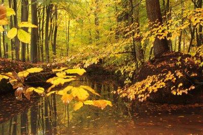 Red Brook, Autumn - Rode spreng, herfst