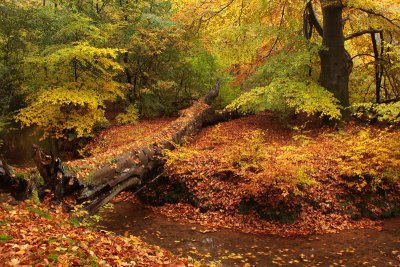 Brook, autumn - Sprengen, herfst