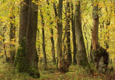 Oak forest - Spaartelgenbos