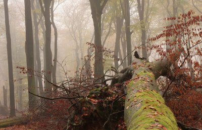 Forest reserve, autumn - Bosreservaat, herfst