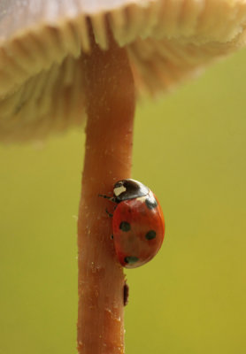 Seven-spotted Ladybird - Zeven stippelig lieveheersbeestje
