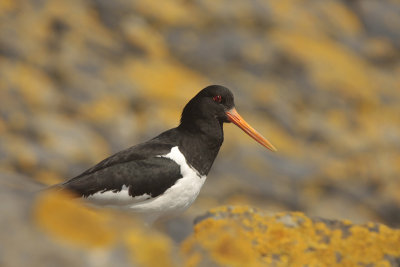 Oystercatcher - Scholekster