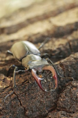 Stag beetle - Vliegend hert