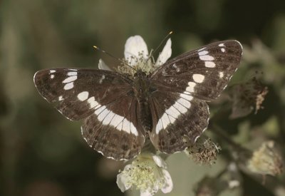 White Admiral - Kleine IJsvogelvlinder