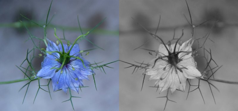 Nigella