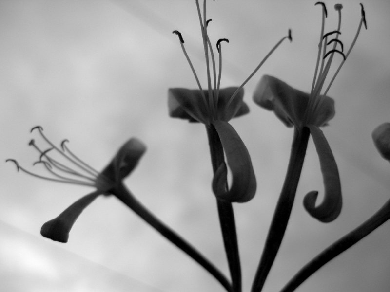 Honeysuckle
