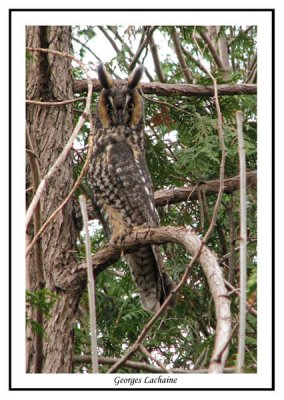 Hibou moyen-duc - Long-eared Owl - Asio otus (Laval Qubec)