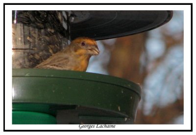 Roselin familier - House Finch - Carpodadus mexicanus (Laval Qubec)