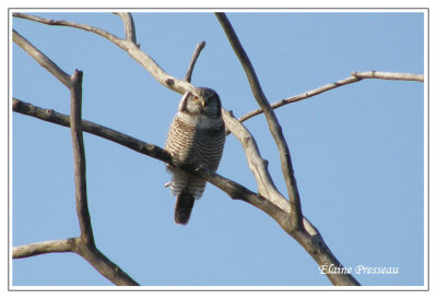 Chouette pervire - Northern Hawk Owl - Surnia ulula