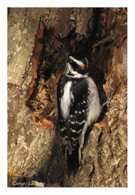 Pic chevelu - Hairy Woodpecker - Picoides villosus (Laval Qubec)