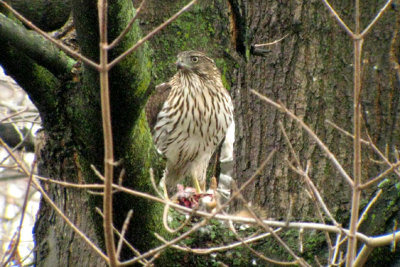 Epervier de Cooper - Cooper's Hawk - Accipiter cooperii (Laval Qubec)