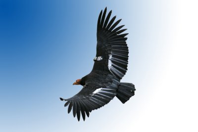 California Condor