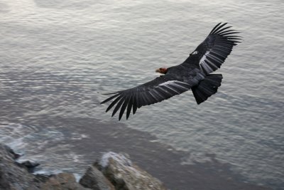 California Condor