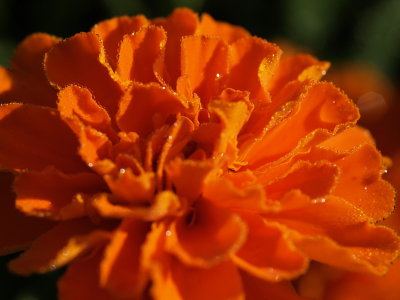Marigold 12.jpg