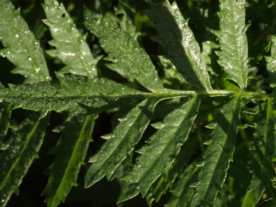 Marigold Leaf 12.jpg
