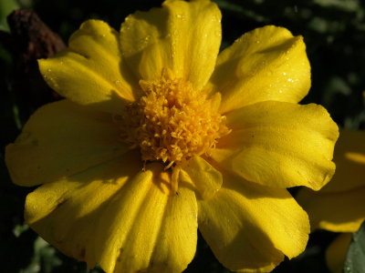 Yellow Marigold 12.jpg