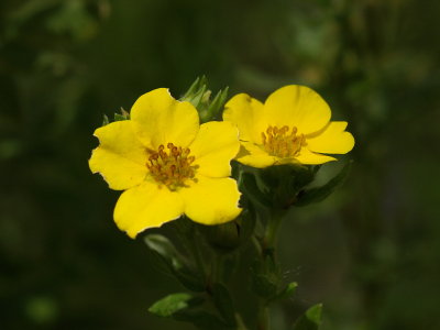 Potentilla 12.jpg