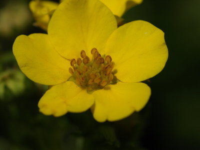 Potentilla 11.jpg
