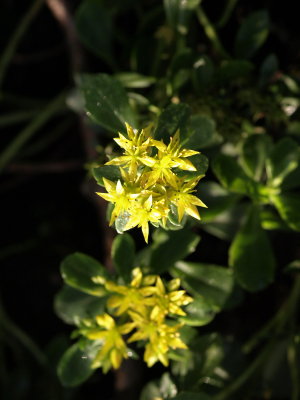 Tiny Flowers 14.jpg