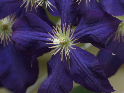 Wysteria 14.jpg