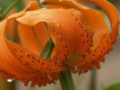 Tiger Lilly 16X.jpg