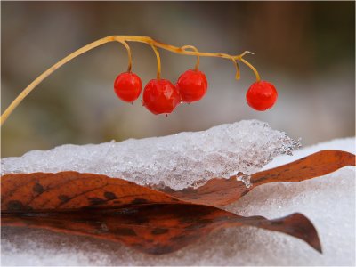 Red remnants