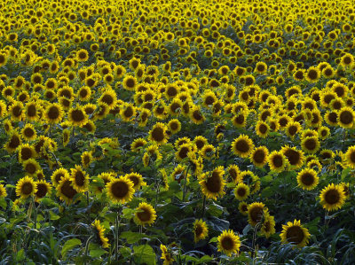 A sea of yellow and green