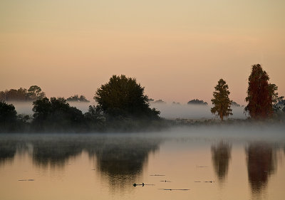 Morning mist