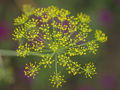 Natures Fireworks