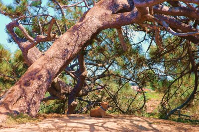 Torrey Pines dog & tree.JPG