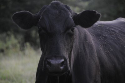 Cow Alabama.JPG