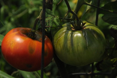 Tomatoes Nashville, TN.JPG