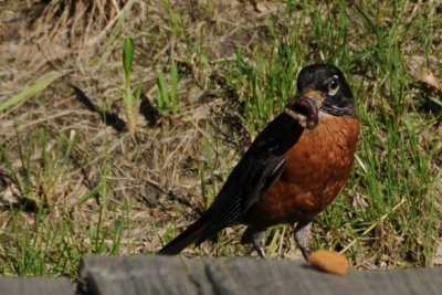 Robin with grub Spring Green, WI.JPG