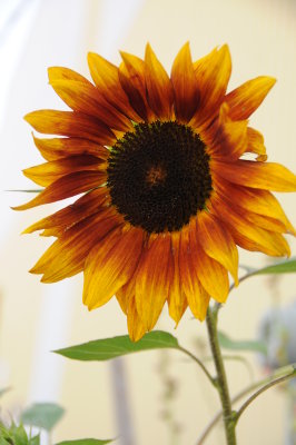 Sunflower Winnona, MN.JPG