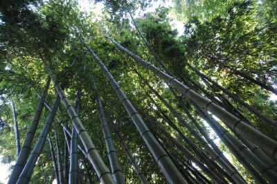 bamboo.JPG