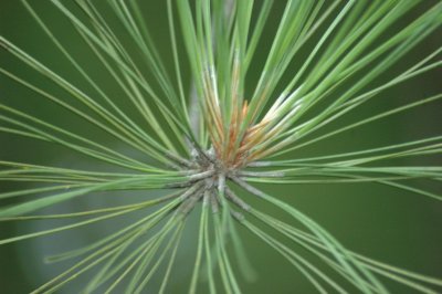 Pine Burst.jpg