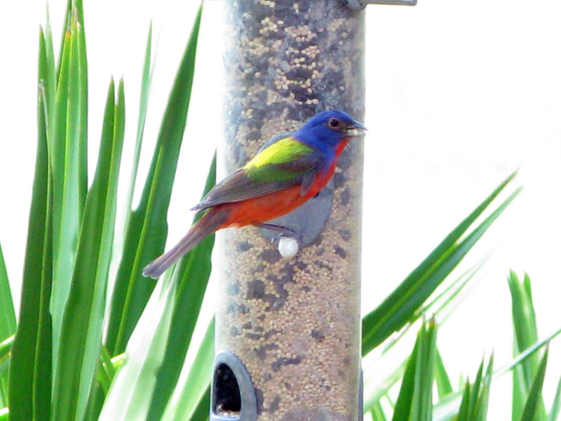 Painted Bunting