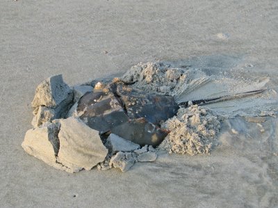 Horseshoe crab trying to bury itself in the sand