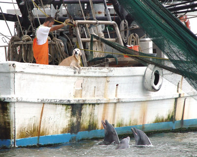 Fishing boat crewman throwing fish to dolphin