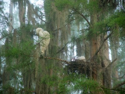 Egret rookery on Captiva Island