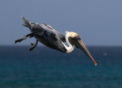 Aruba June 2008 Pelicans