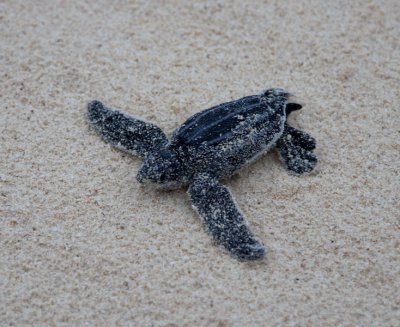 Aruba June 2008 Turtle Hatch