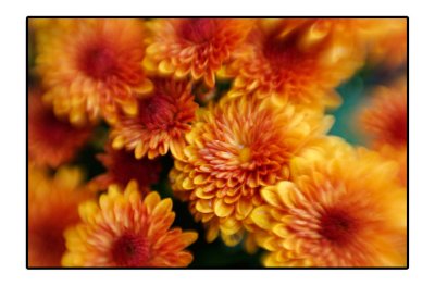 LB Flowers - 2008