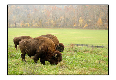 Leipers Fork Bison