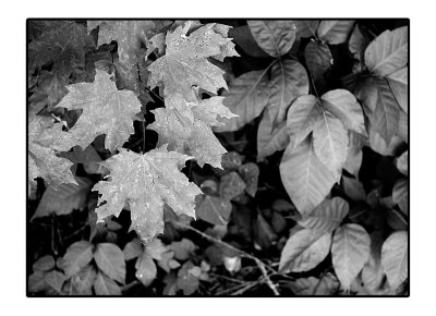 Radnor Walk - June 2008