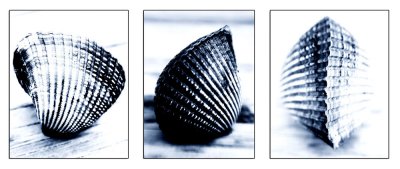 shell-triptych-II.jpg