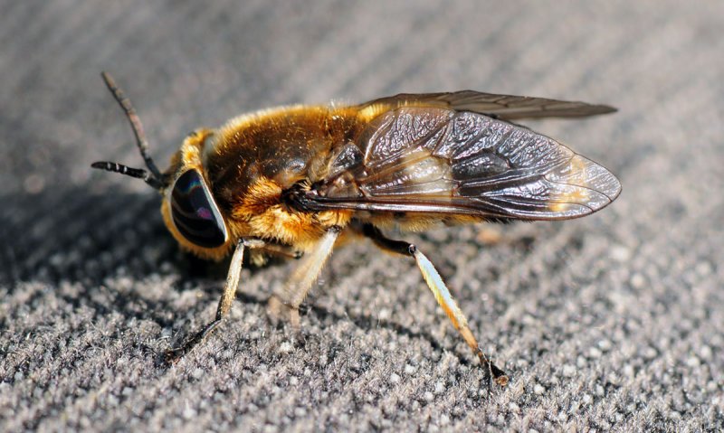  Heptatoma-pellucens.jpg