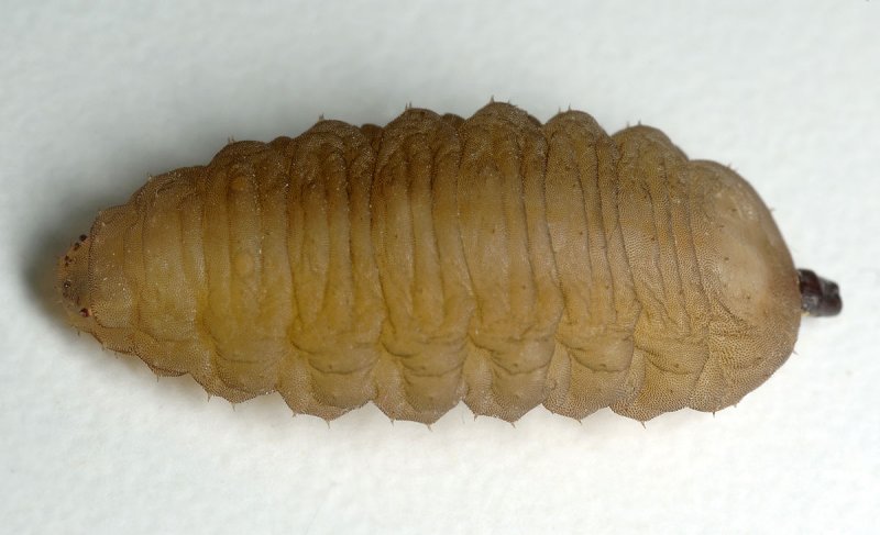 Volucella-pellucens.jpg