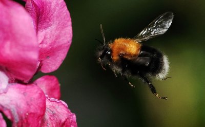 Bombus-hypnorum.jpg